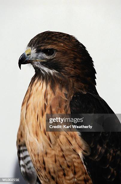 red tailed hawk - karl stock pictures, royalty-free photos & images