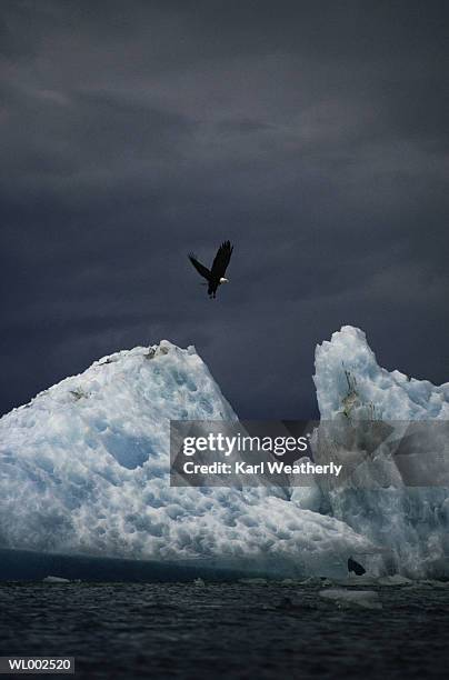 soaring bald eagle - martin schulz gives statement as possibility of grand coalition grows stockfoto's en -beelden