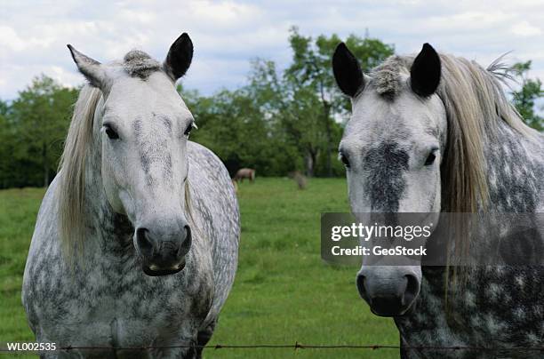 appaloosa horses - years since the birth of benazir bhutto the 1st female leader of a muslim country stockfoto's en -beelden