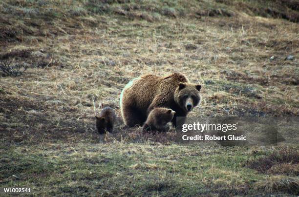 grizzly bear and cubs - queen maxima of the netherlands attends world of health care congress 2017 in the hague stockfoto's en -beelden