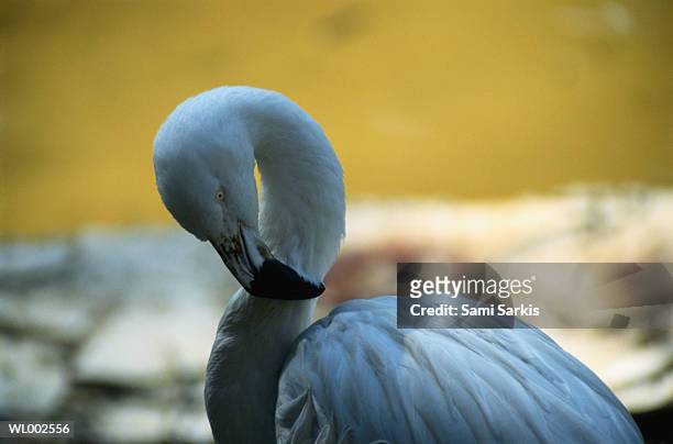 flamingo - freshwater bird - fotografias e filmes do acervo