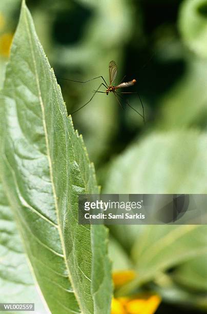mosquito on a leaf - premiere of warner bros pictures kong skull island arrivals stockfoto's en -beelden