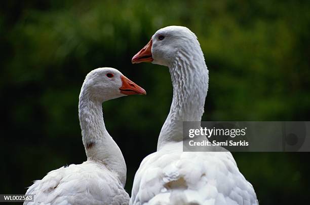 geese - freshwater bird - fotografias e filmes do acervo