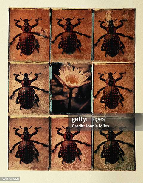 beetle montage - escarabajo-de-cuerno-largo fotografías e imágenes de stock