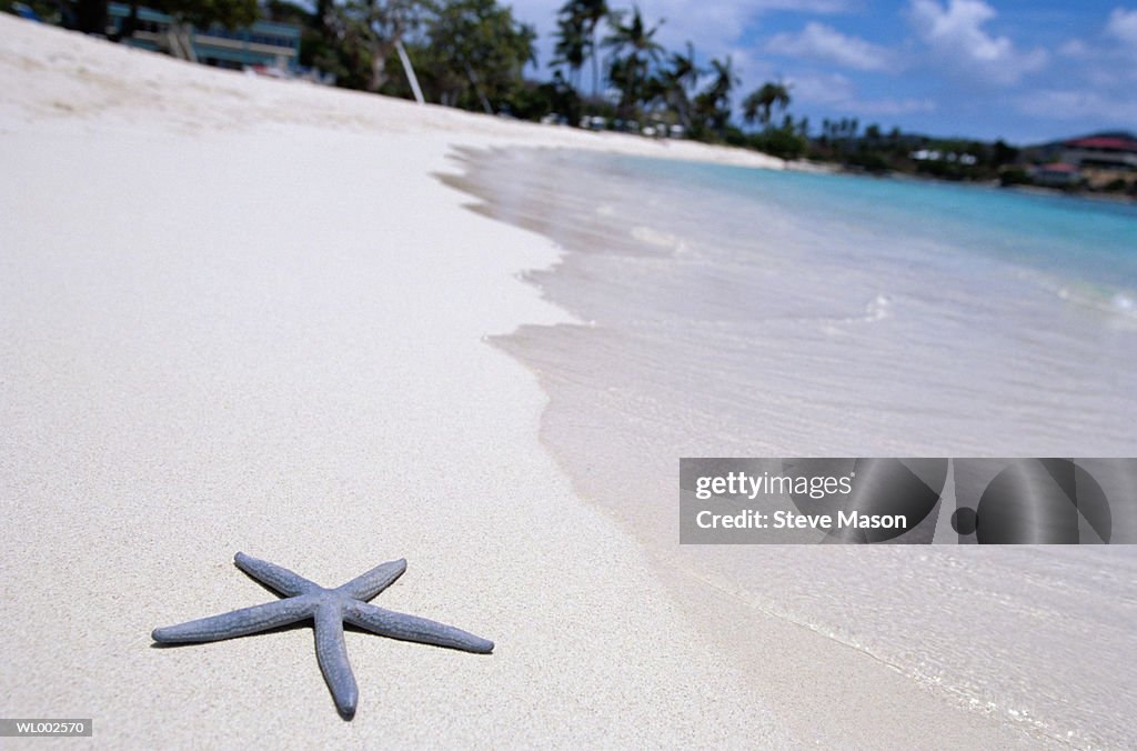 Starfish on a Sandy Tropical Beach