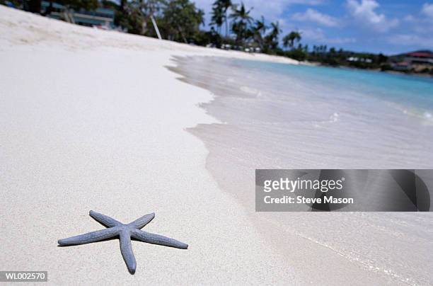 starfish on a sandy tropical beach - lesser antilles stock pictures, royalty-free photos & images