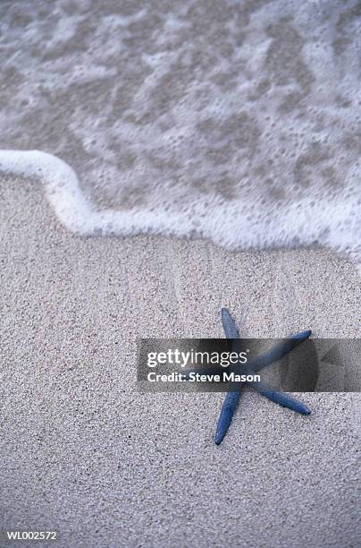 starfish on sand at water's edge, elevated view - unveiling of life size statue of andrea bocelli at keep memory alive event center stockfoto's en -beelden