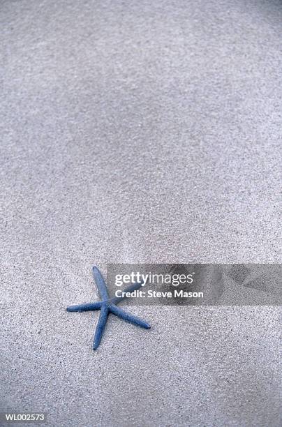 starfish on the sand - echinoderm stockfoto's en -beelden