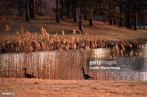 canada geese at park - freshwater bird - fotografias e filmes do acervo