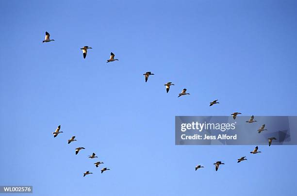 snow geese (chen hyperborea) flying in formation, low angle view - freshwater bird - fotografias e filmes do acervo