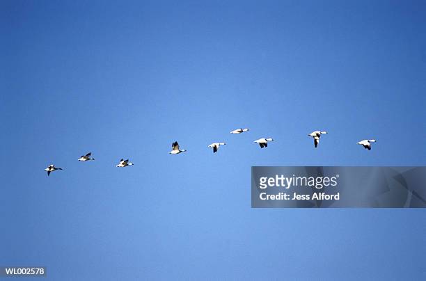 flying geese - freshwater bird - fotografias e filmes do acervo