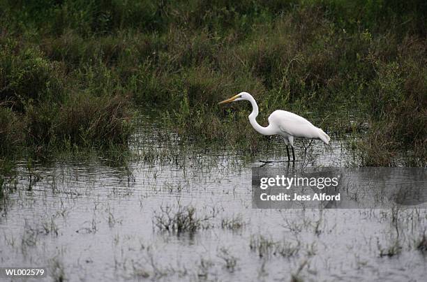 egret - freshwater bird - fotografias e filmes do acervo
