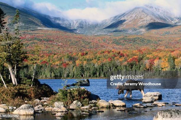 moose in autumn forest - deer family stock pictures, royalty-free photos & images