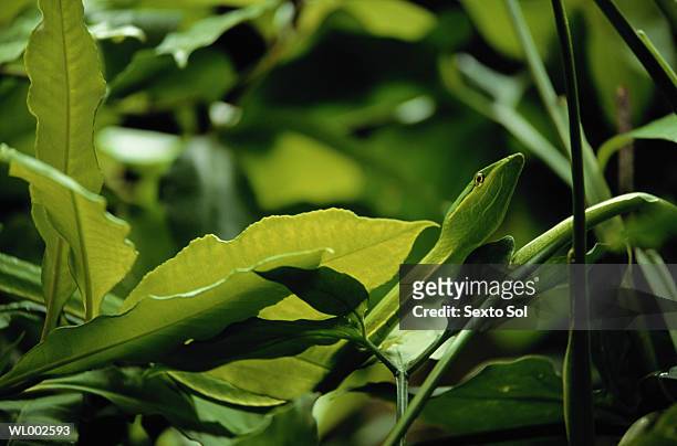 bejuquillo snake in the plant - flora condition stock pictures, royalty-free photos & images