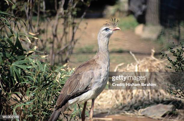 waterfowl - greater antilles imagens e fotografias de stock