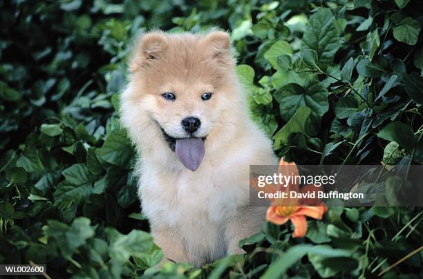 chow puppy - animal tongue stock pictures, royalty-free photos & images