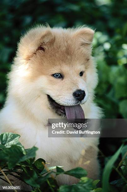 chow puppy - white chow chow stock pictures, royalty-free photos & images