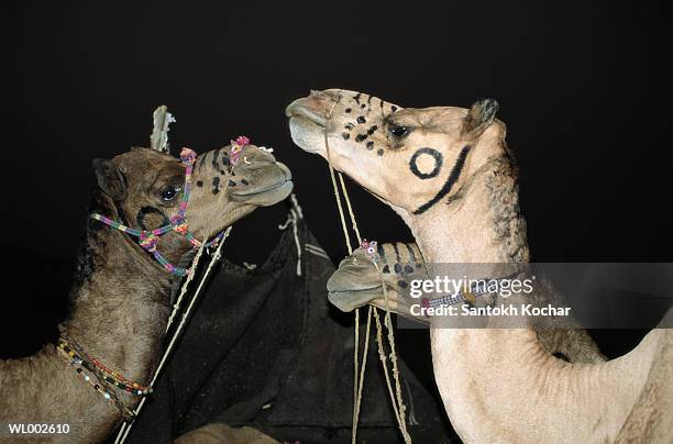 decorated camels - werkdier stockfoto's en -beelden