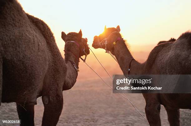 camels at desert camp - werkdier stockfoto's en -beelden
