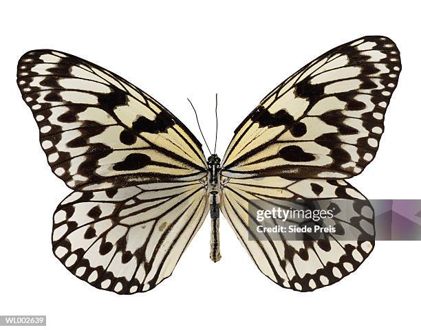 butterfly - supreme fiction stock pictures, royalty-free photos & images