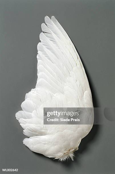 white dove's (columbiae) wing - animal limb stock pictures, royalty-free photos & images