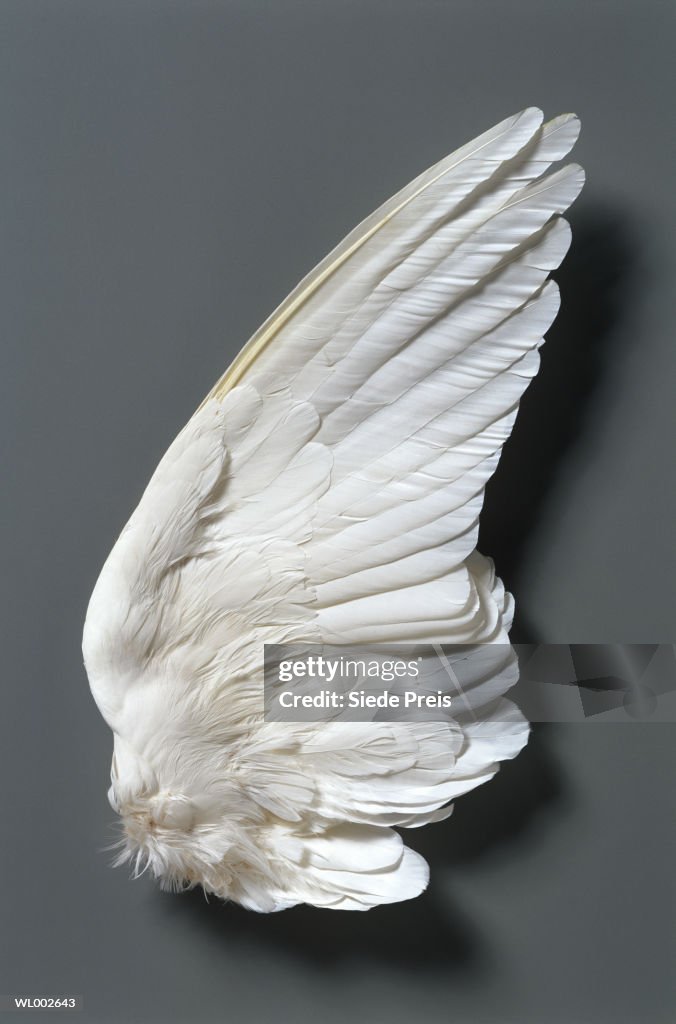 White dove's (Columbidae) wing