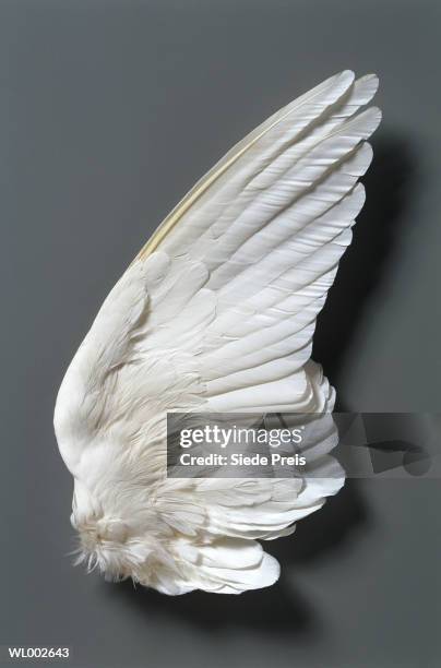 white dove's (columbidae) wing - animal wing stock pictures, royalty-free photos & images