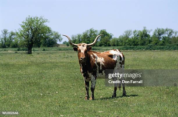 hybrid longhorn cow - years since the birth of benazir bhutto the 1st female leader of a muslim country stockfoto's en -beelden