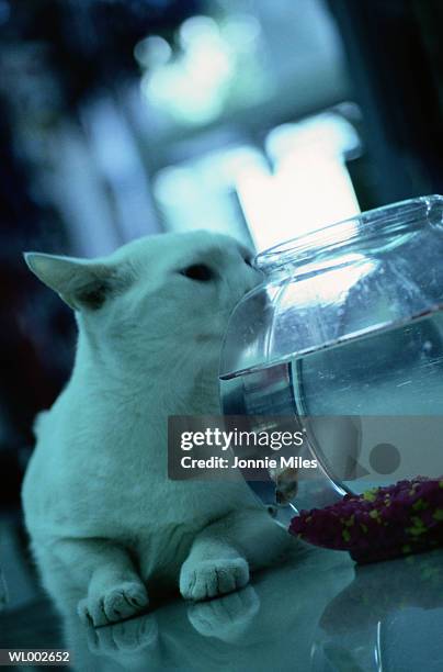 cat and goldfish bowl - tony curtis in person at the film forum to present screenings of sweet smell stockfoto's en -beelden