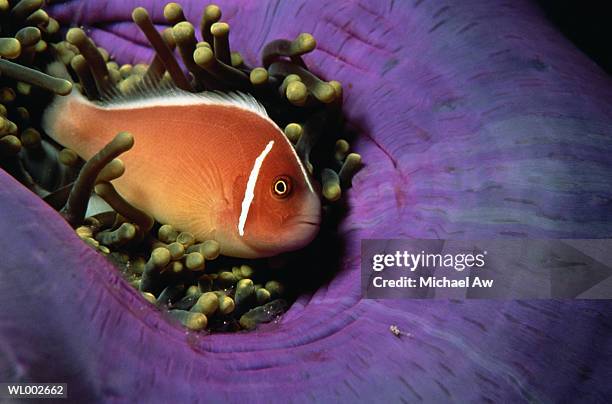 clownfish and anemone - 硬骨魚綱 ストックフォトと画像