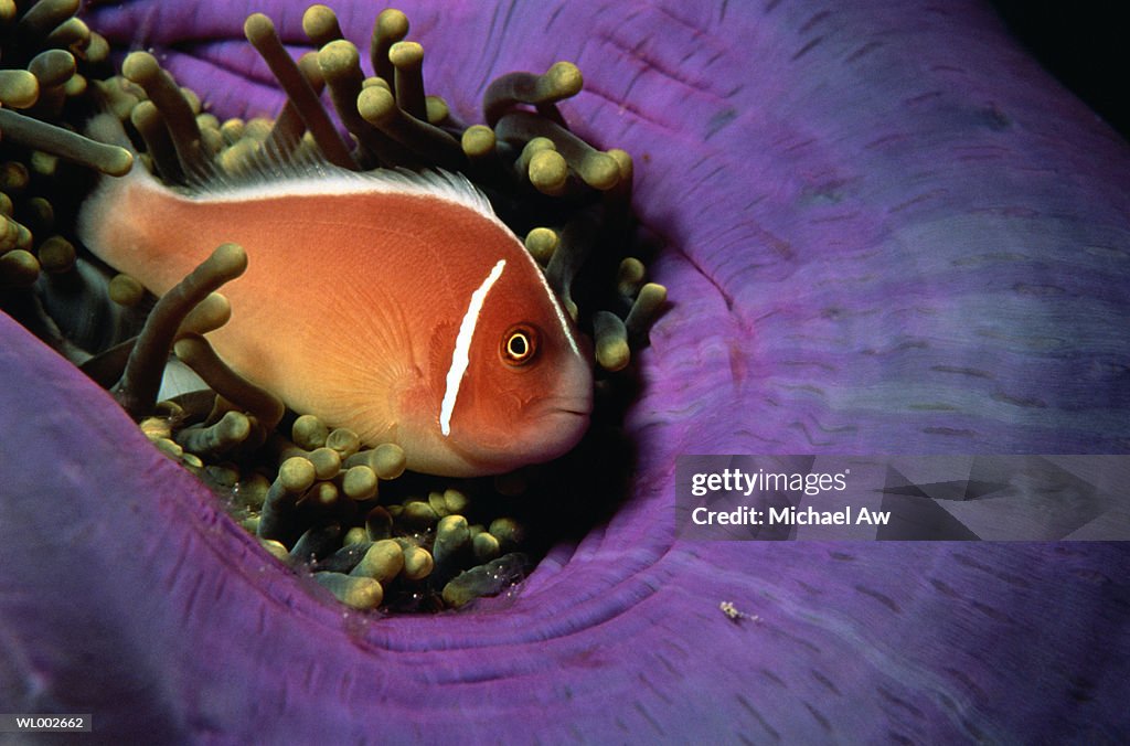 Clownfish and Anemone