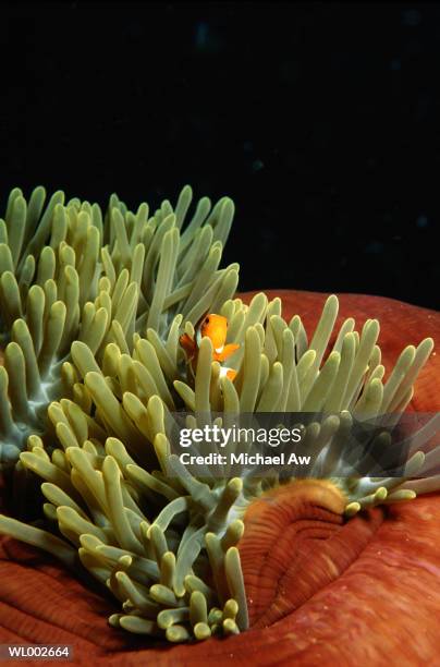 clownfish and anemone - bony fish stock pictures, royalty-free photos & images