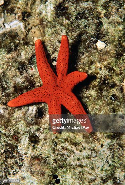 sea star - echinoderm stockfoto's en -beelden