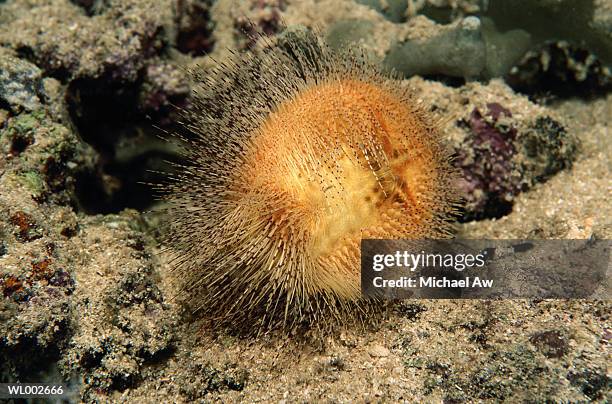 sea urchin - echinoderm stockfoto's en -beelden