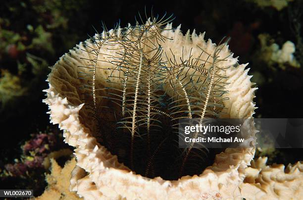 feather star living in a sponge - echinoderm stockfoto's en -beelden