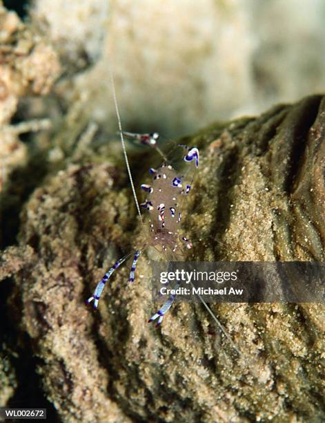 commensal shrimp - premiere of warner bros pictures and new line cinemas it arrivals stockfoto's en -beelden