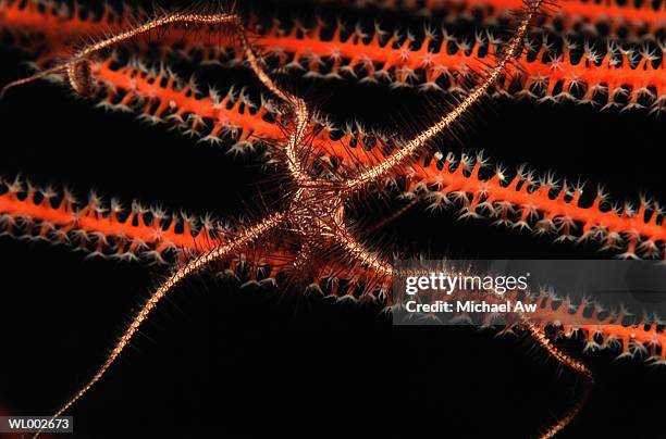 brittle star - michael ストックフォトと画像