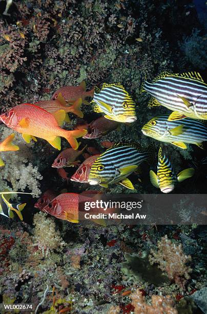 sweetlips and squirrelfish - squirrel fish stock-fotos und bilder