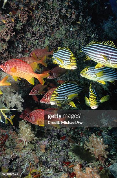 sweetlips and squirrelfish - michael fotografías e imágenes de stock