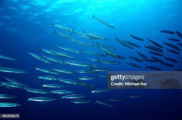 school of barracuda - school tropische vissen stockfoto's en -beelden