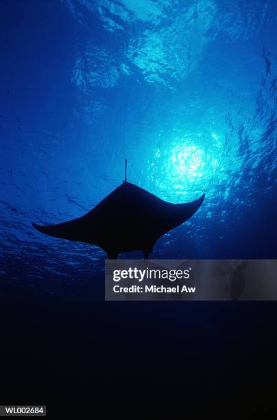manta ray silhouette - elasmobranch stockfoto's en -beelden