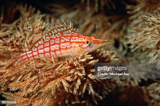 hawkfish - hawkfish stock pictures, royalty-free photos & images