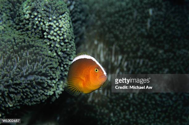 clownfish - michael fotografías e imágenes de stock