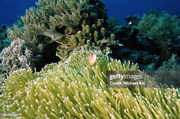 clownfish and anemone - michael ストックフォトと画像