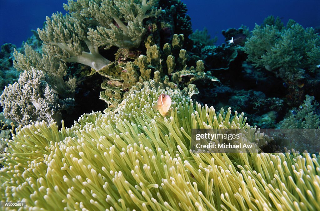 Clownfish and Anemone