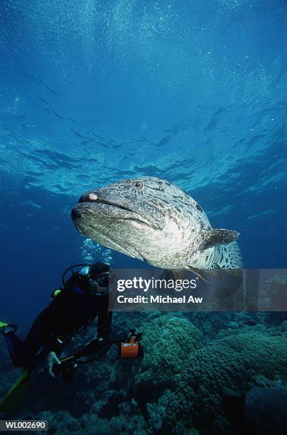 diver and large cod - michael stock-fotos und bilder