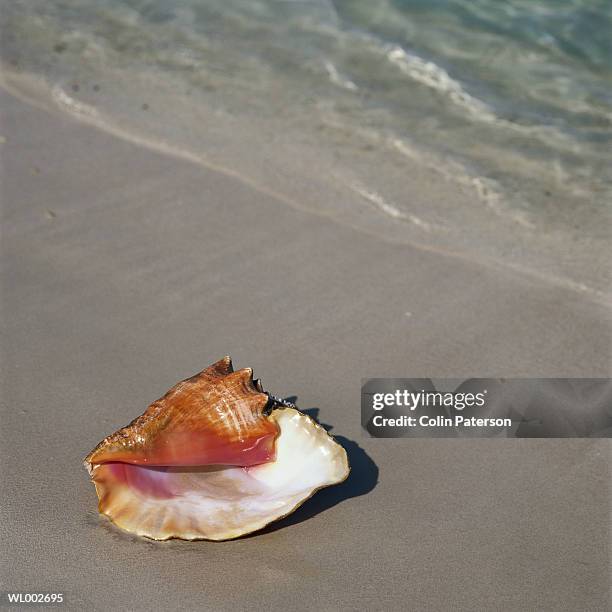 conch shell - conch stock pictures, royalty-free photos & images