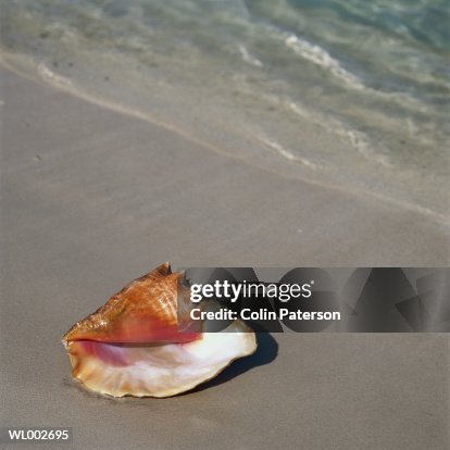 Conch Shell Conch Shell