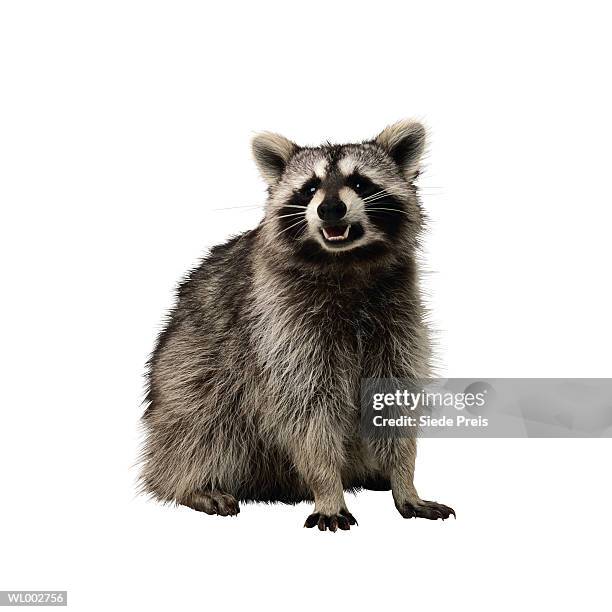 raccoon - by racoon on white stock pictures, royalty-free photos & images