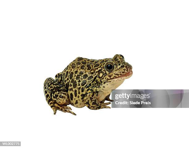 frog - preis stock pictures, royalty-free photos & images